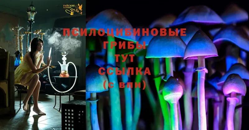 Псилоцибиновые грибы Psilocybine cubensis  Сосногорск 